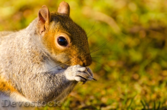 Devostock Animal Squirrel Mammal Paw