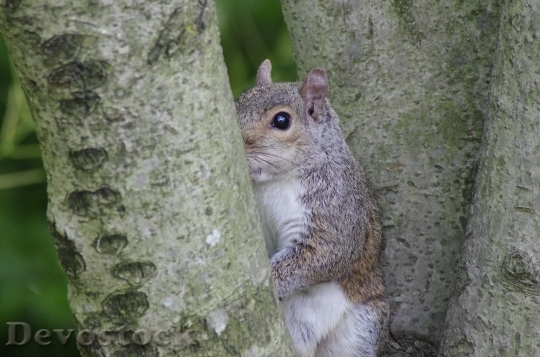 Devostock Animal Squirrel Mutual Watch