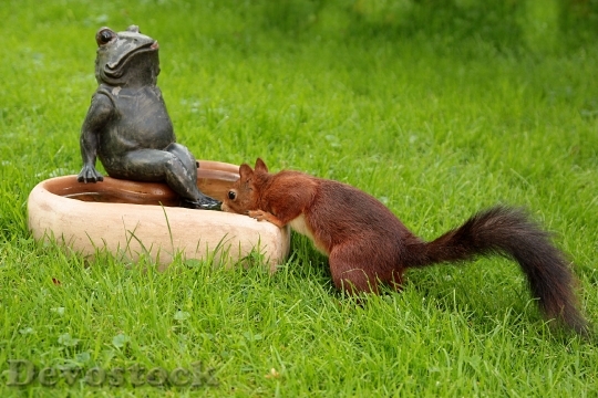 Devostock Animal Squirrel Sciurus Thirst