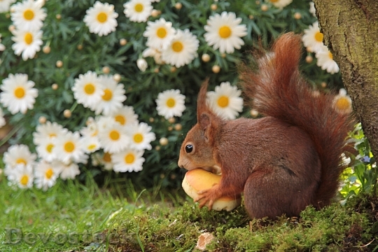 Devostock Animal Squirrel Spring Apple