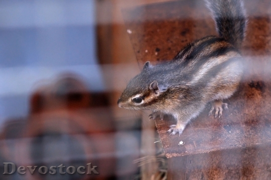 Devostock Animal Squirrel Stripy Cage