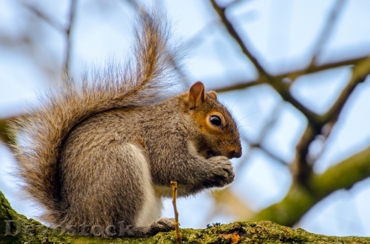 Devostock Animal Squirrel Tree Mammal 0