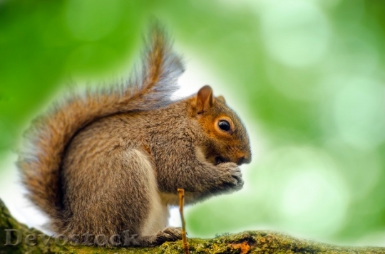Devostock Animal Squirrel Tree Mammal