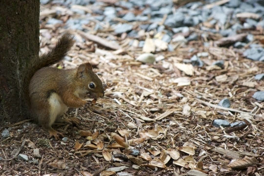 Devostock Animal Squirrel Wildlife Nature