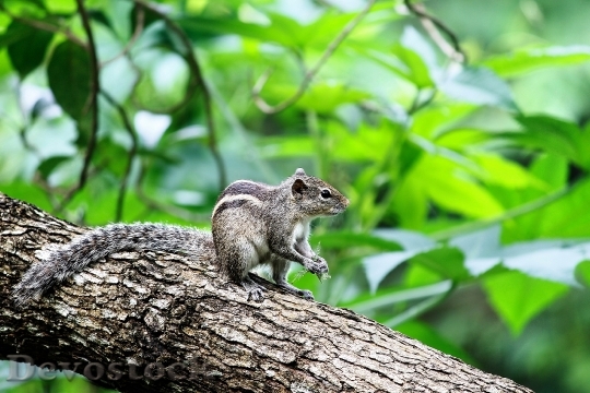 Devostock Animal Wildlife Squirrel Nature
