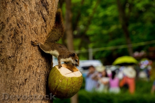 Devostock Animals Squirrel Holding Coconut