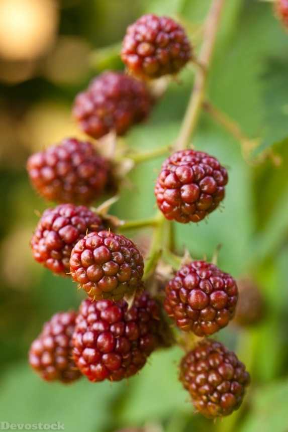 Devostock Antioxidant Berry Blackberries 71532