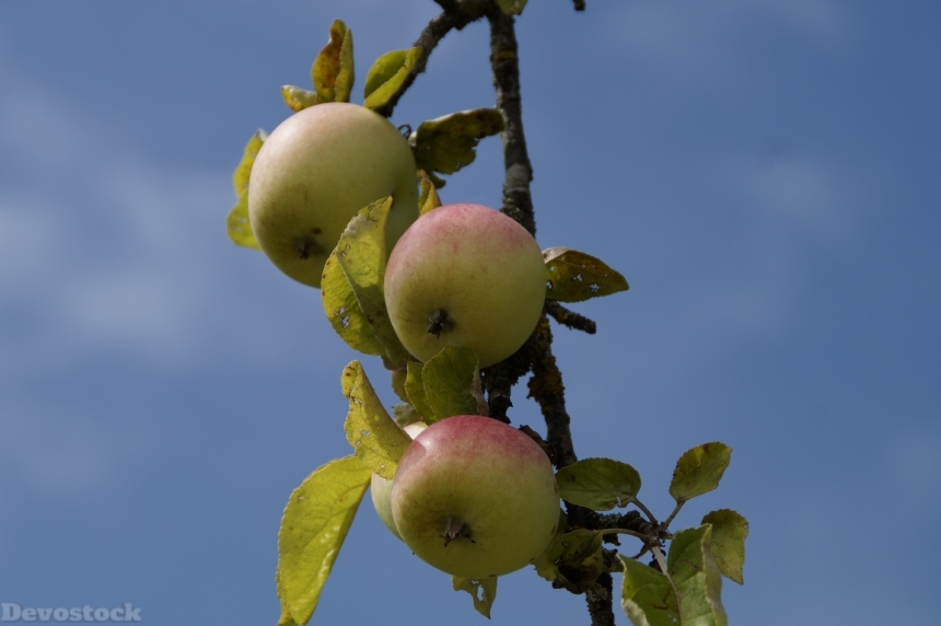 Devostock Apple Apple Tree Aesthetic 0