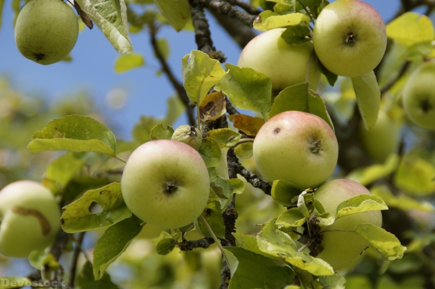 Devostock Apple Apple Tree Aesthetic 1