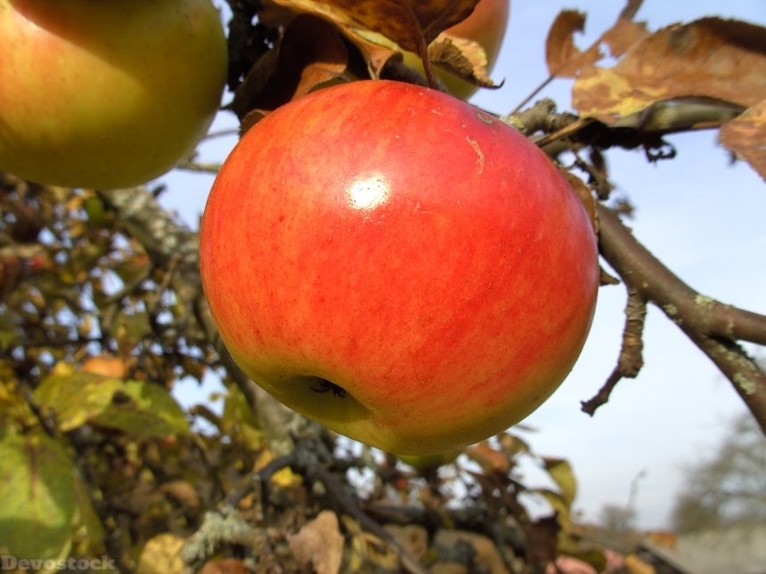 Devostock Apple Apple Tree Autumn 0