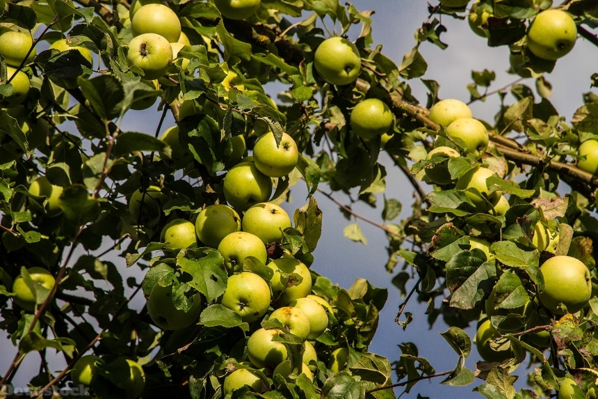 Devostock Apple Apple Tree Autumn 1