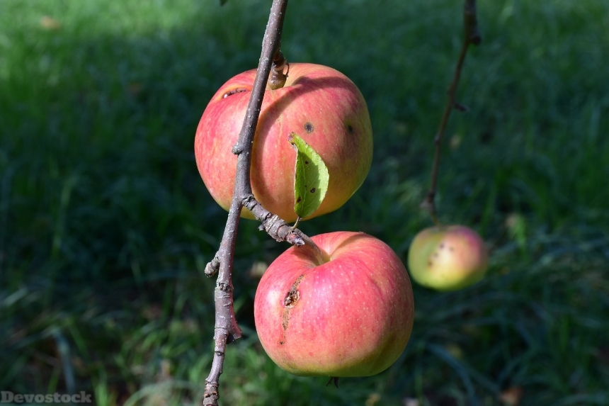 Devostock Apple Apple Tree Branch