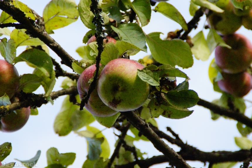 Devostock Apple Apple Tree Fruit 1