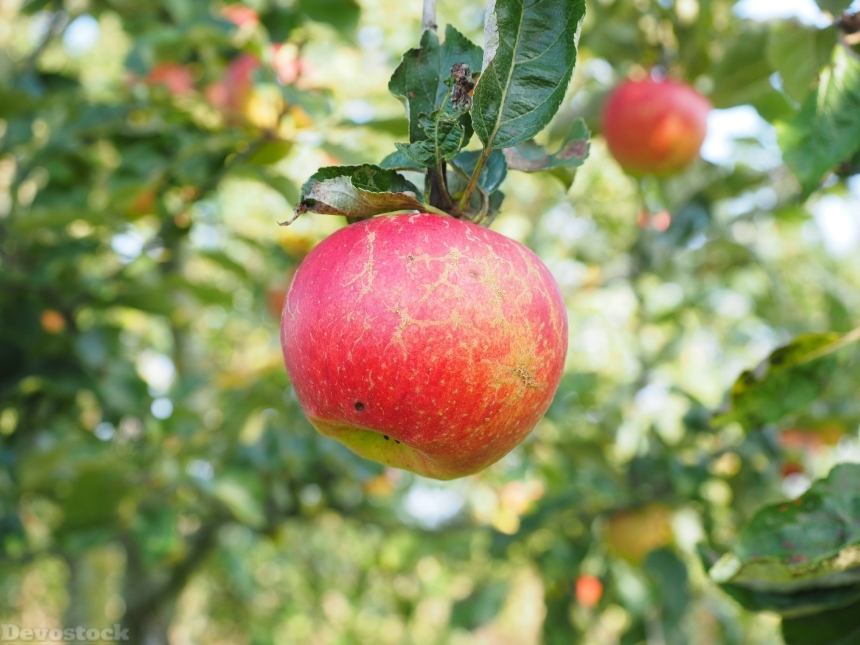 Devostock Apple Apple Tree Fruit 10