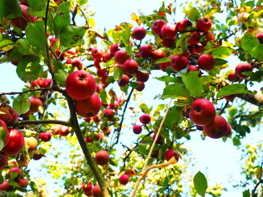 Devostock Apple Apple Tree Fruit 11