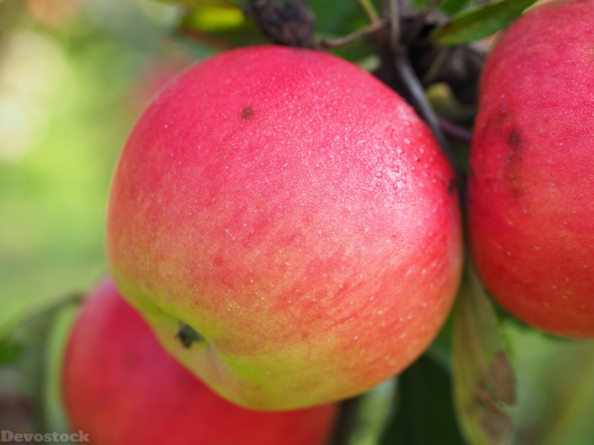 Devostock Apple Apple Tree Fruit 12