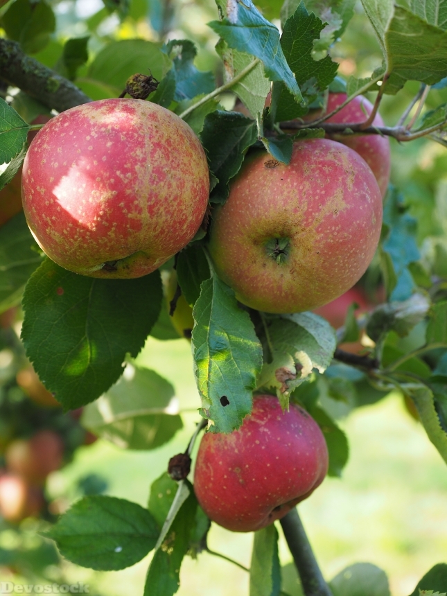 Devostock Apple Apple Tree Fruit 13