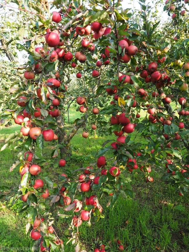 Devostock Apple Apple Tree Fruit 14