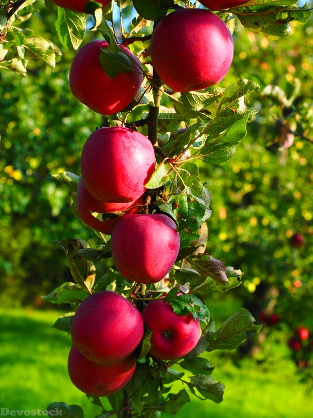 Devostock Apple Apple Tree Fruit 16