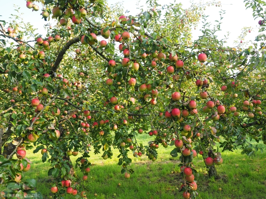 Devostock Apple Apple Tree Fruit 17