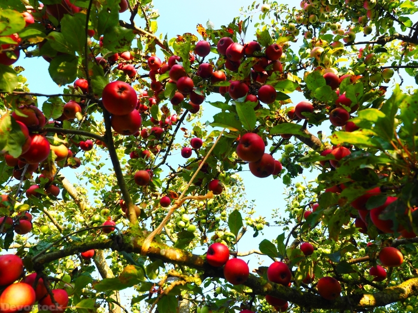 Devostock Apple Apple Tree Fruit 19