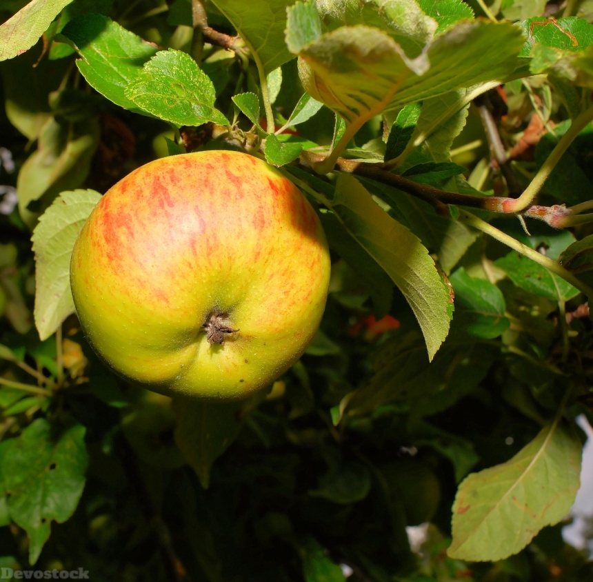 Devostock Apple Apple Tree Fruit 2