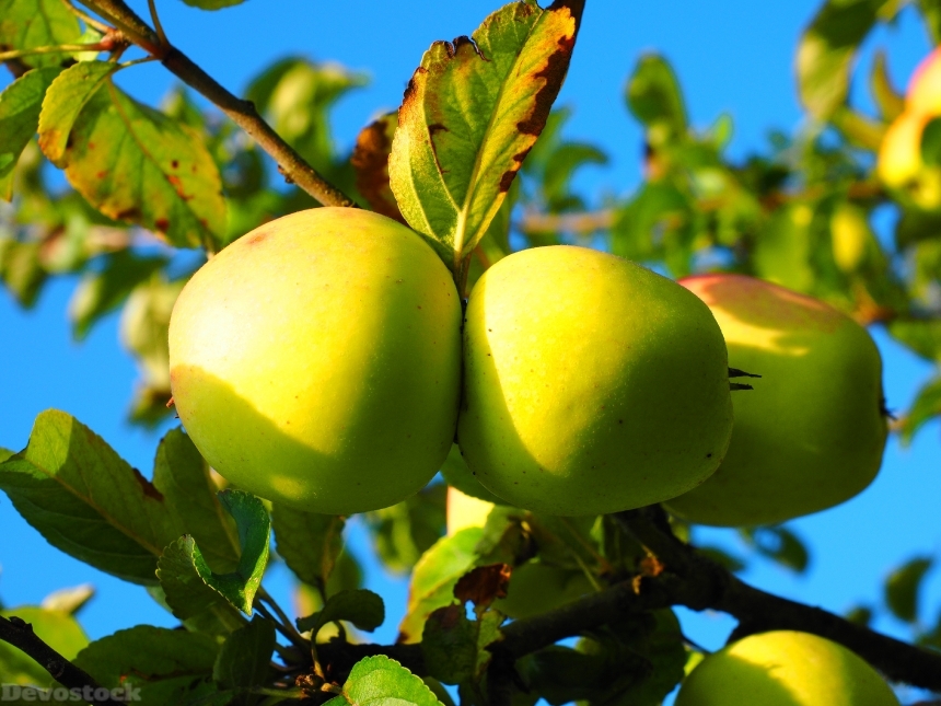 Devostock Apple Apple Tree Fruit 20