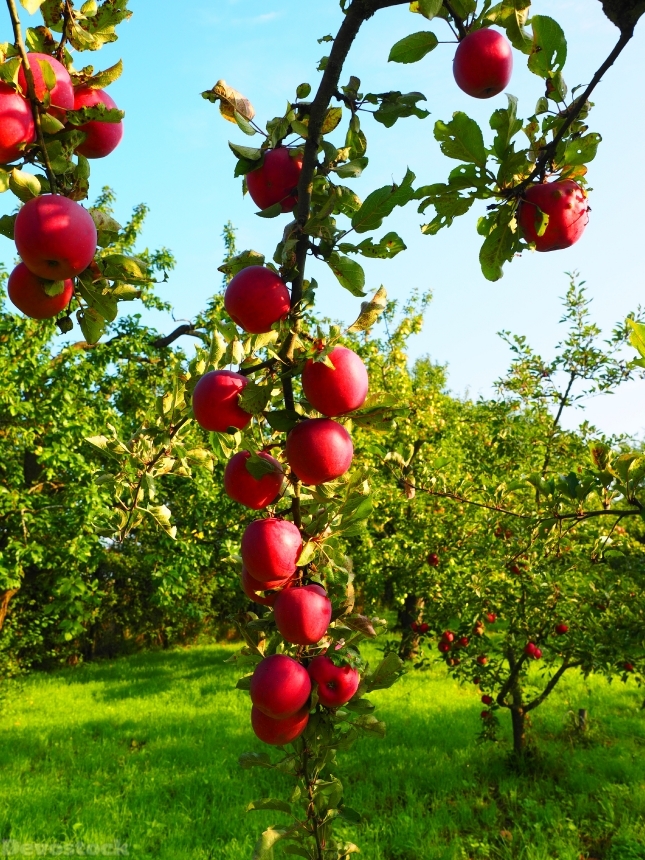 Devostock Apple Apple Tree Fruit 21