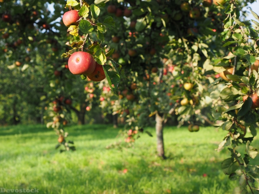 Devostock Apple Apple Tree Fruit 22