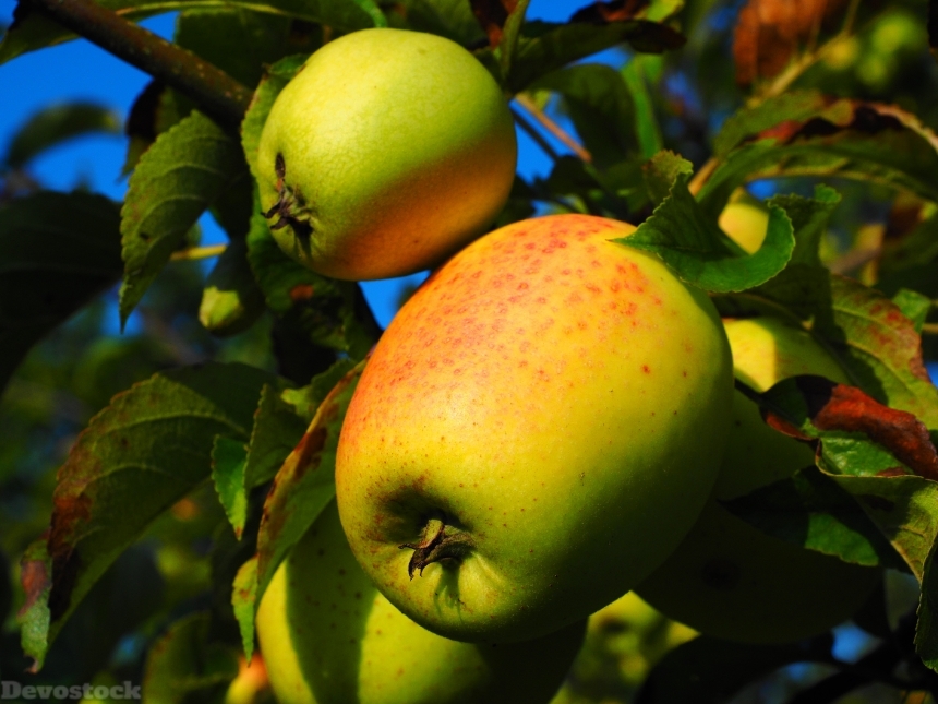 Devostock Apple Apple Tree Fruit 23