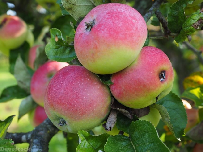 Devostock Apple Apple Tree Fruit 24