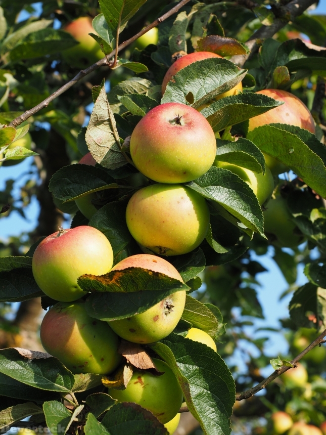 Devostock Apple Apple Tree Fruit 25