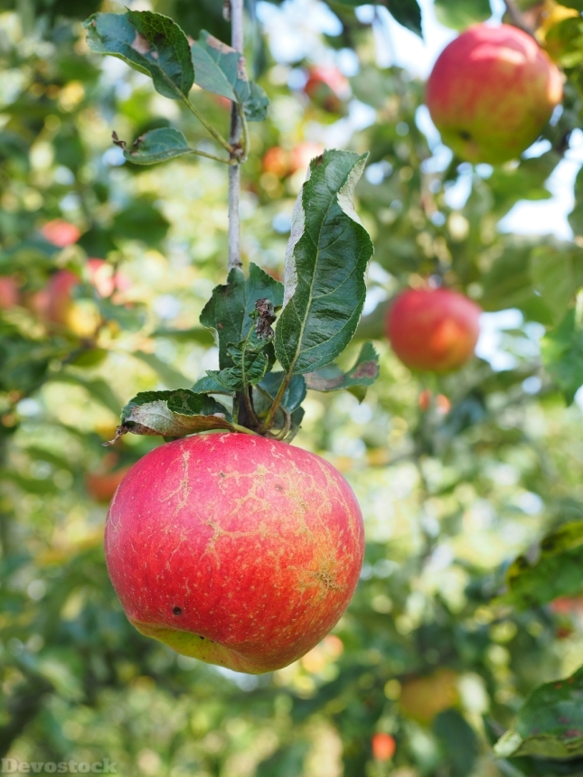 Devostock Apple Apple Tree Fruit 26