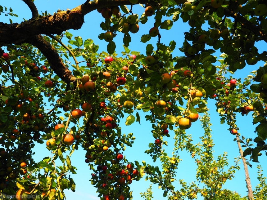 Devostock Apple Apple Tree Fruit 27