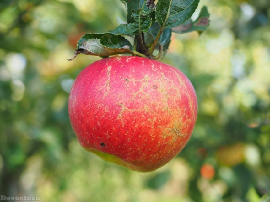 Devostock Apple Apple Tree Fruit 29