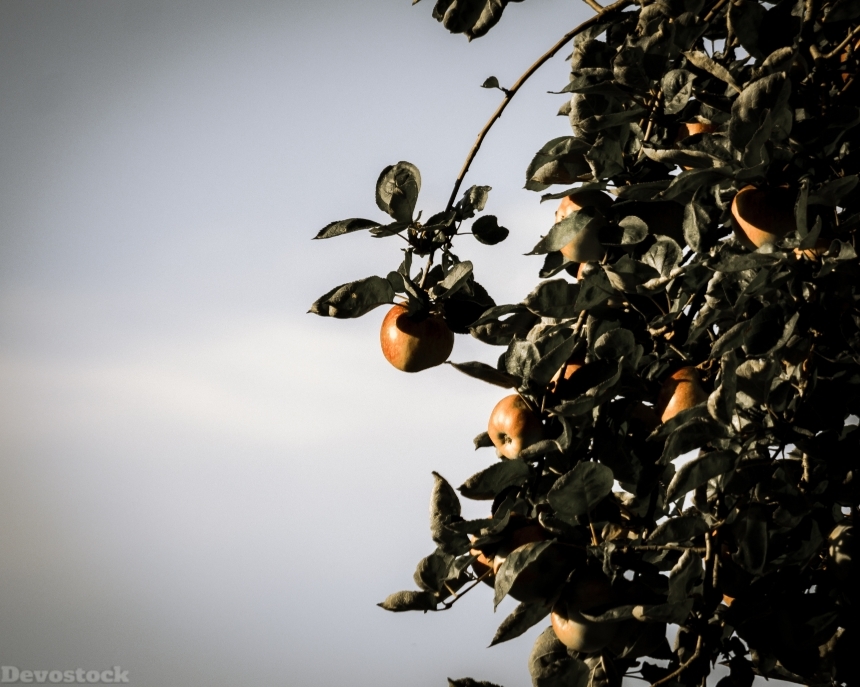 Devostock Apple Apple Tree Fruit 3