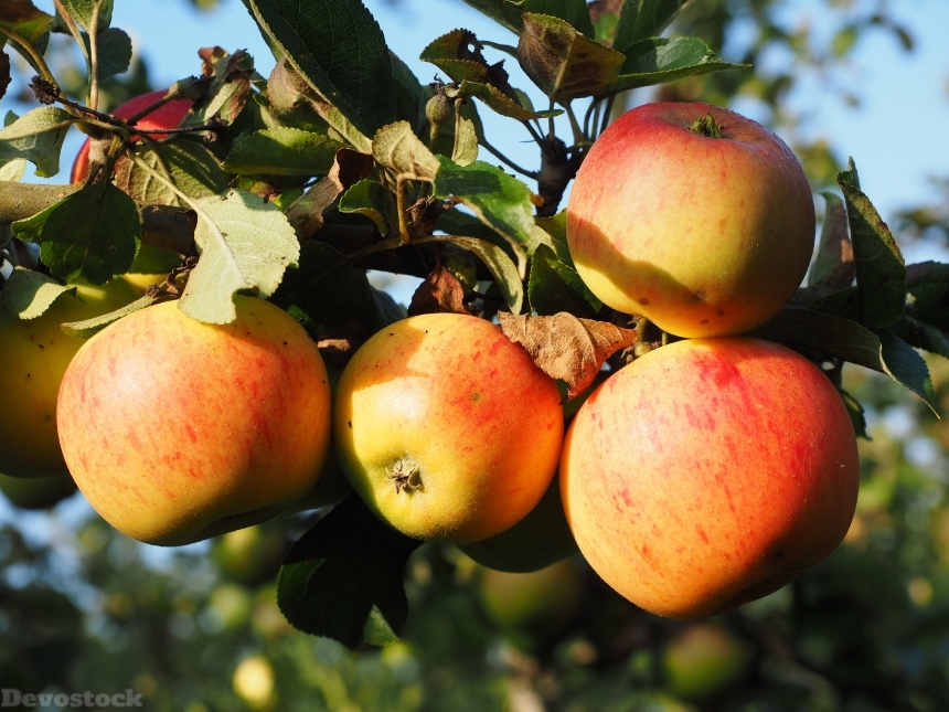Devostock Apple Apple Tree Fruit 31