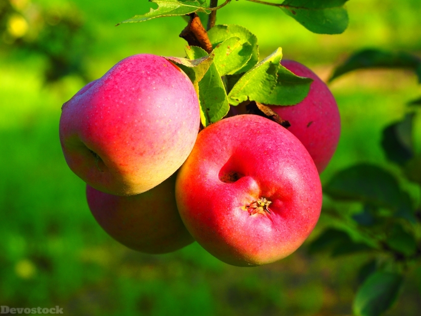 Devostock Apple Apple Tree Fruit 32