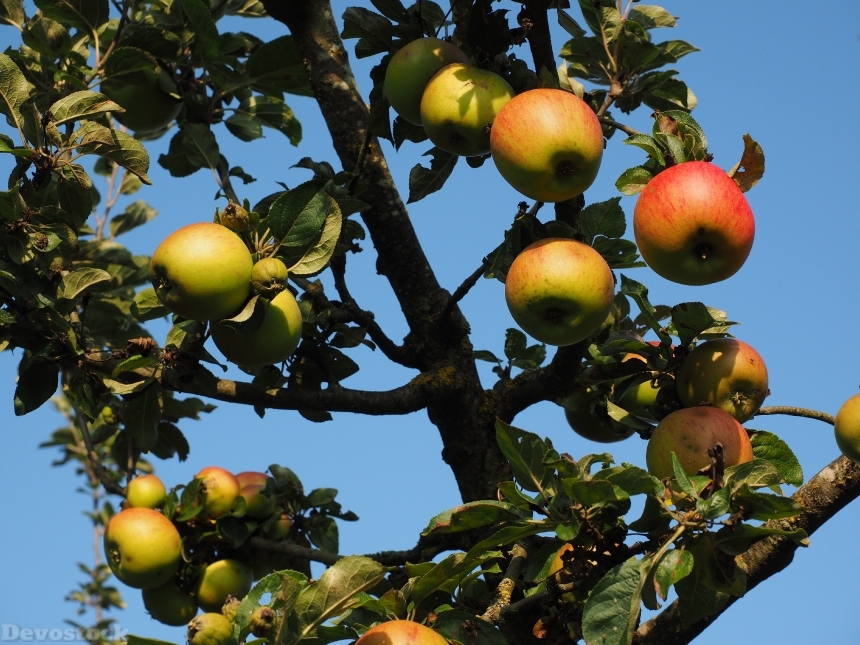 Devostock Apple Apple Tree Fruit 33