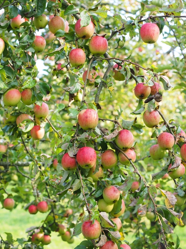 Devostock Apple Apple Tree Fruit 34