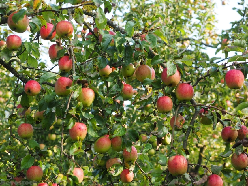 Devostock Apple Apple Tree Fruit 35
