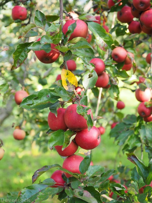 Devostock Apple Apple Tree Fruit 36