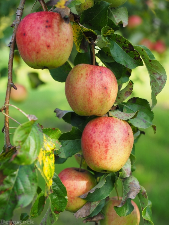 Devostock Apple Apple Tree Fruit 37