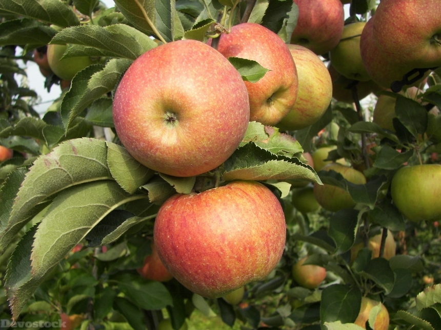Devostock Apple Apple Tree Fruit 38