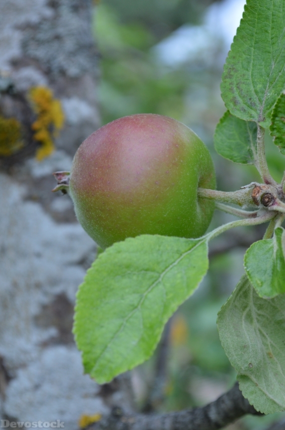 Devostock Apple Apple Tree Fruit 39