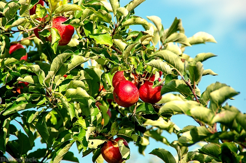 Devostock Apple Apple Tree Fruit