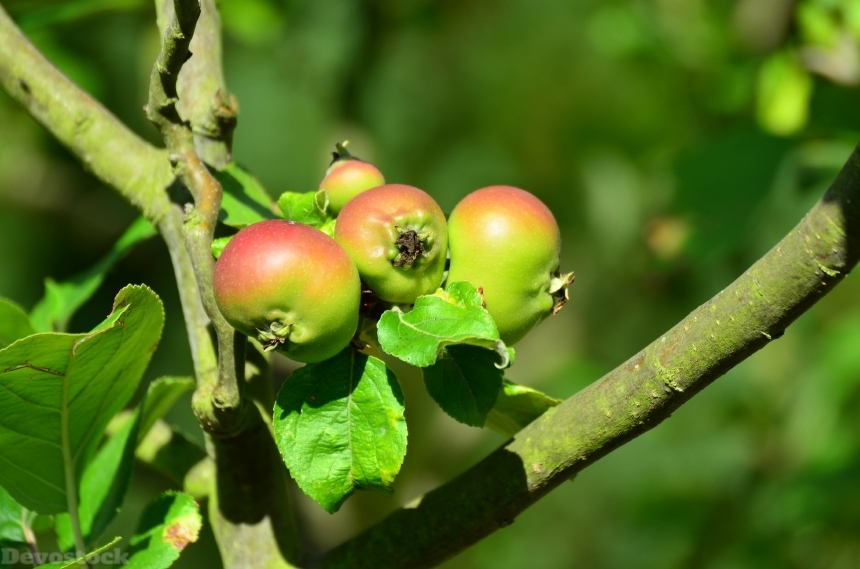 Devostock Apple Apple Tree Fruit 4