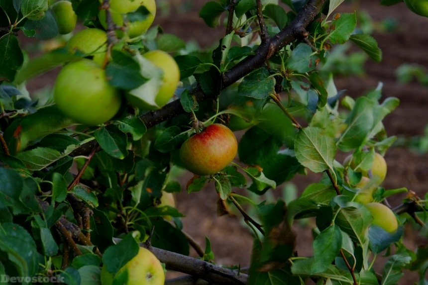 Devostock Apple Apple Tree Fruit 40