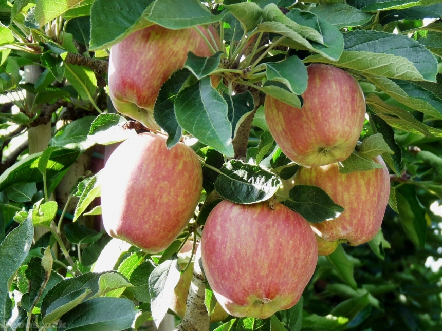 Devostock Apple Apple Tree Fruit 41