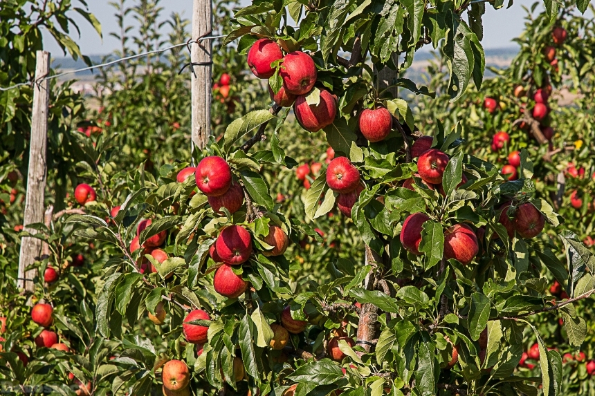 Devostock Apple Apple Tree Fruit 42